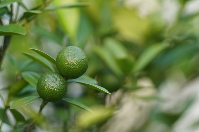 C Vitamini Yüze Ne Zaman Uygulanır?