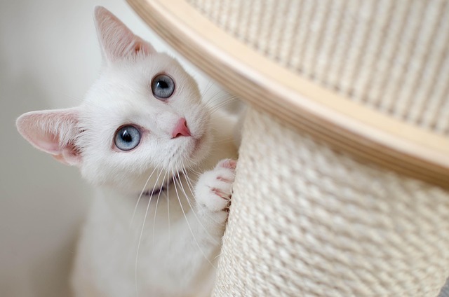 Kedi Dili Bisküvisi Ne? Kedi Dili Bisküvisi Ne?