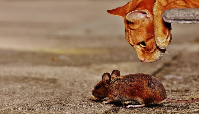 Köpek Fare Zehiri Yedikten Ne Kadar Sonra Olur?