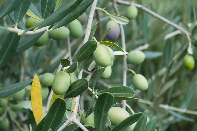 Yeşil Zeytin Nasıl Muhafaza Edilir?